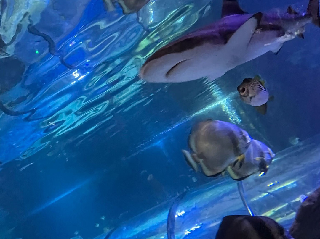 Hastings Aquarium-海斯廷斯必去景点