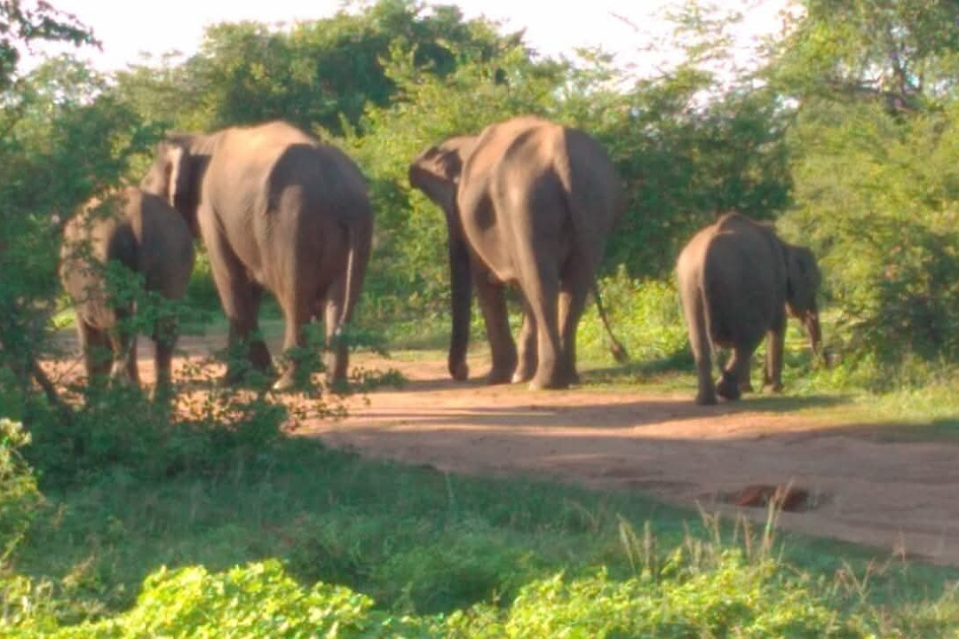 Maika Safari Lodge-乌达瓦拉瓦必去景点