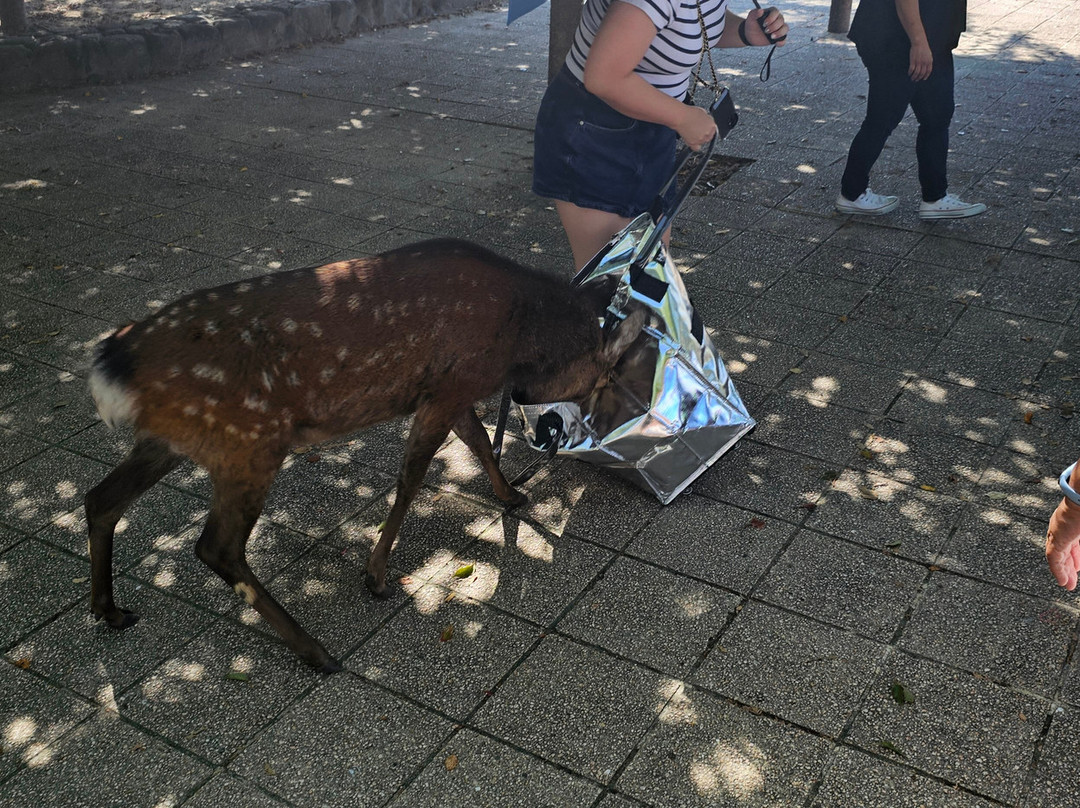 Miyajima Sambashimae Park-Itsukushima必去景点