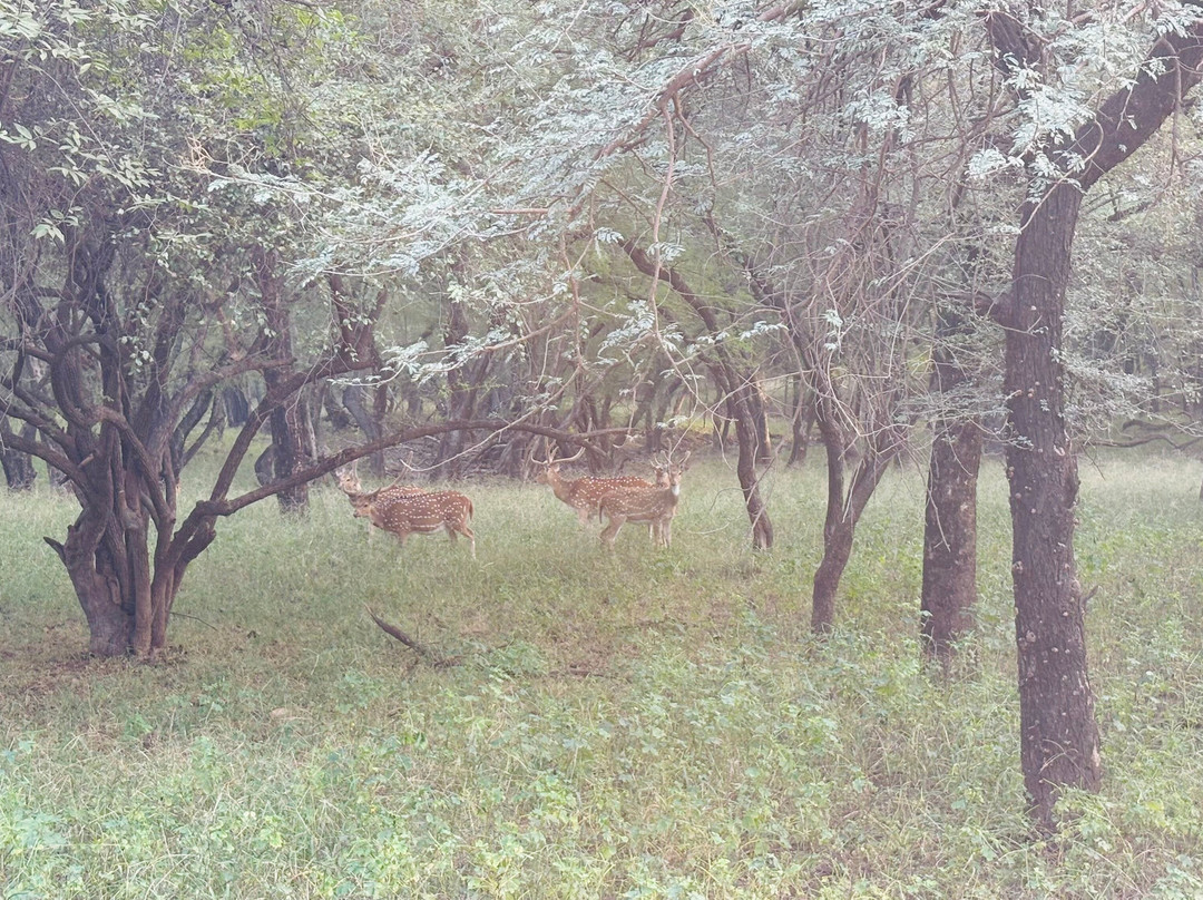 Book My Ranthambore-瑟瓦伊马托布尔必去景点