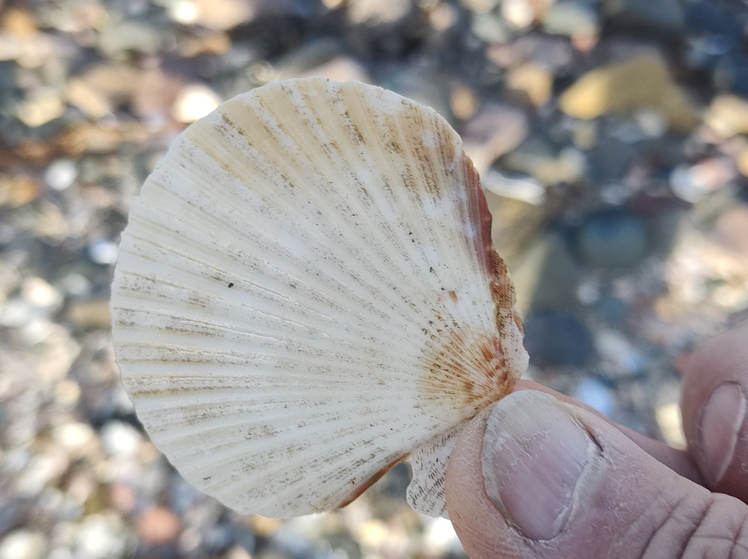 Cockenzie Harbour-Cockenzie必去景点
