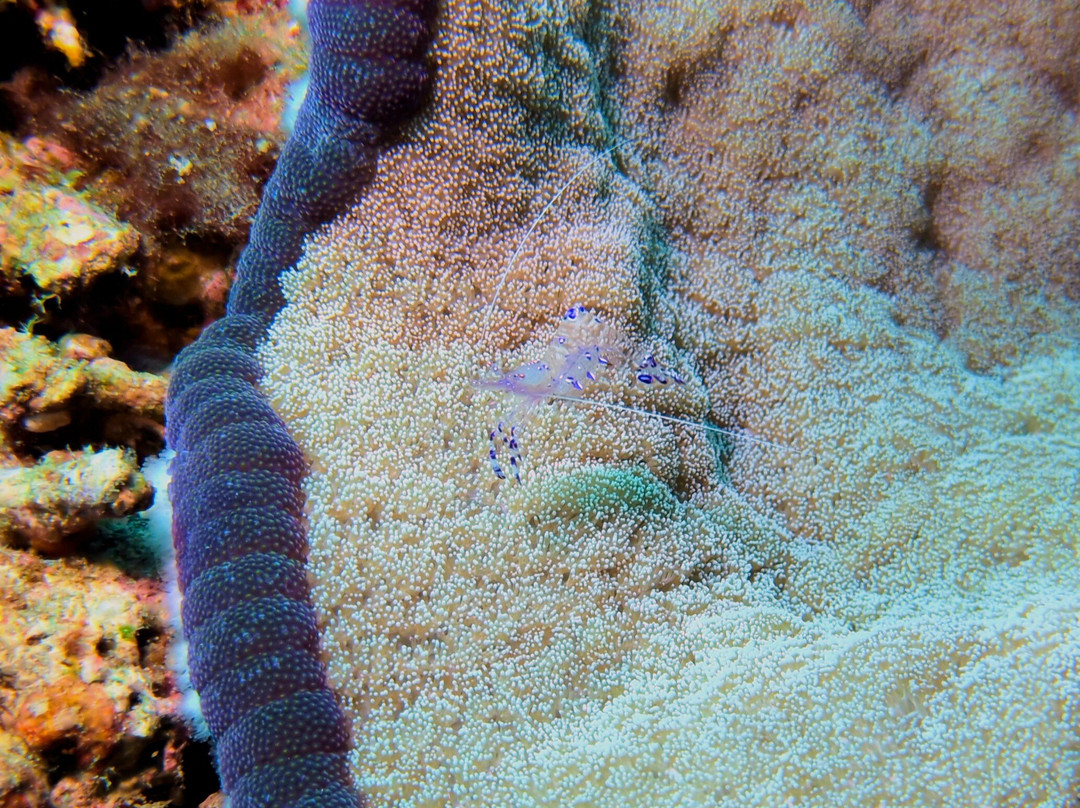 Ankermi Happy Dive Center-Maumere必去景点