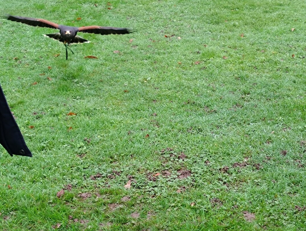 Leeds Castle Falconry Experiences-Leeds必去景点