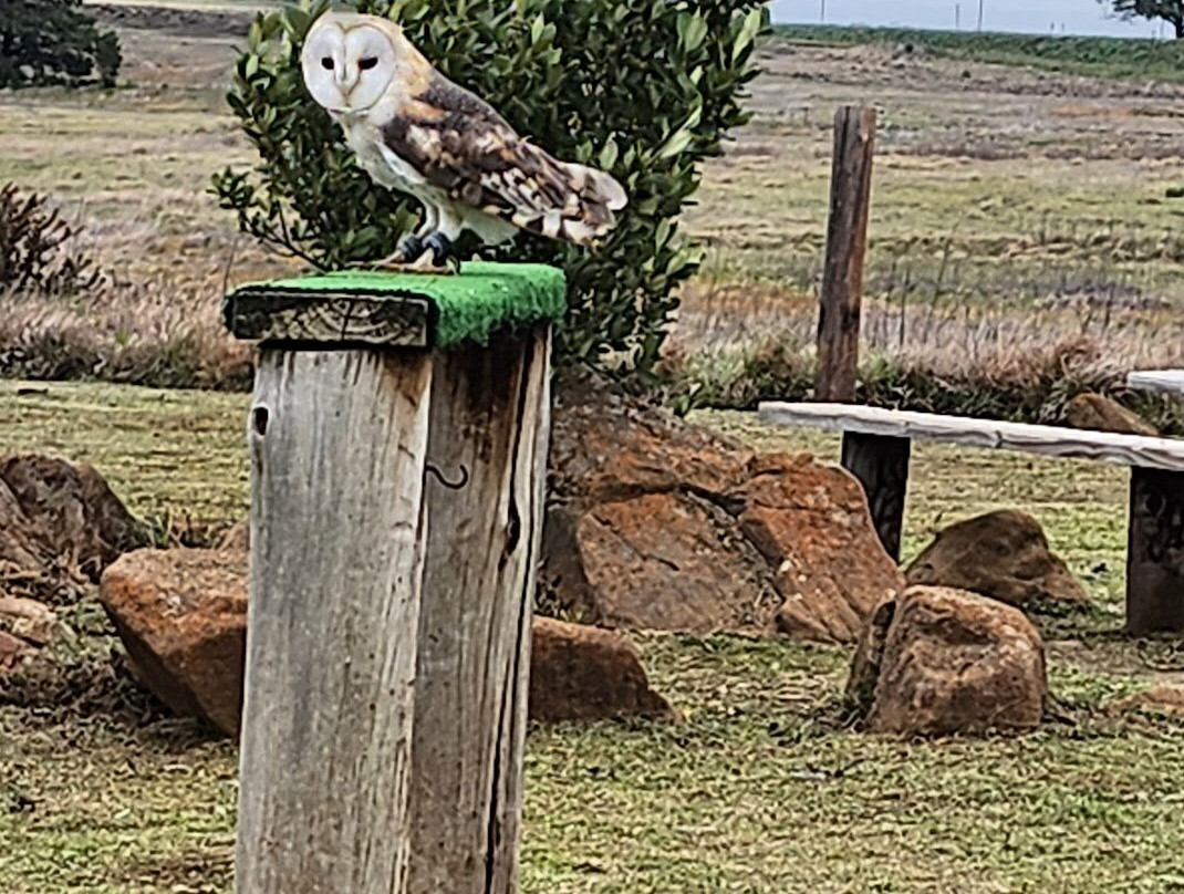 Dullstroom Bird of Prey & Rehabilitation Centre-德尔斯特鲁姆必去景点