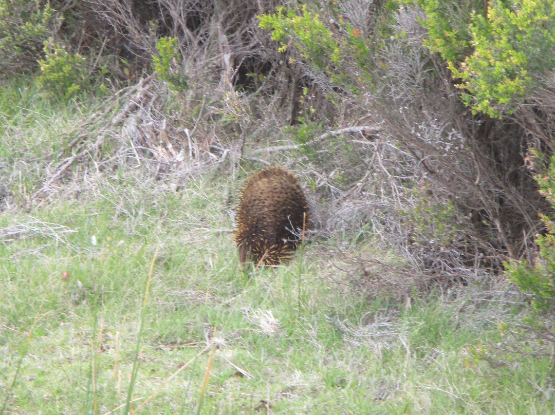 Arthur-Pieman Conservation Area-Arthur River必去景点