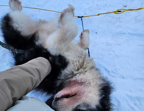 Howling Bay Kennel-费尔班克斯必去景点