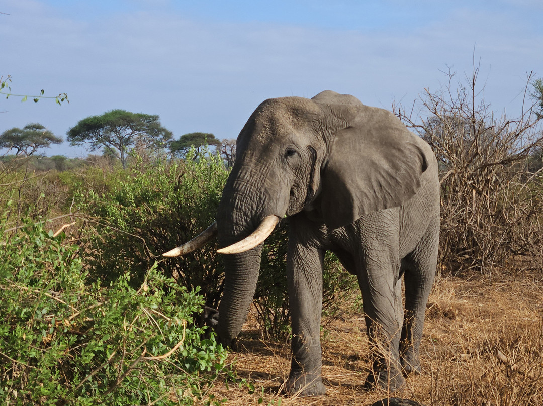 Tanzania-Experience-阿鲁沙必去景点