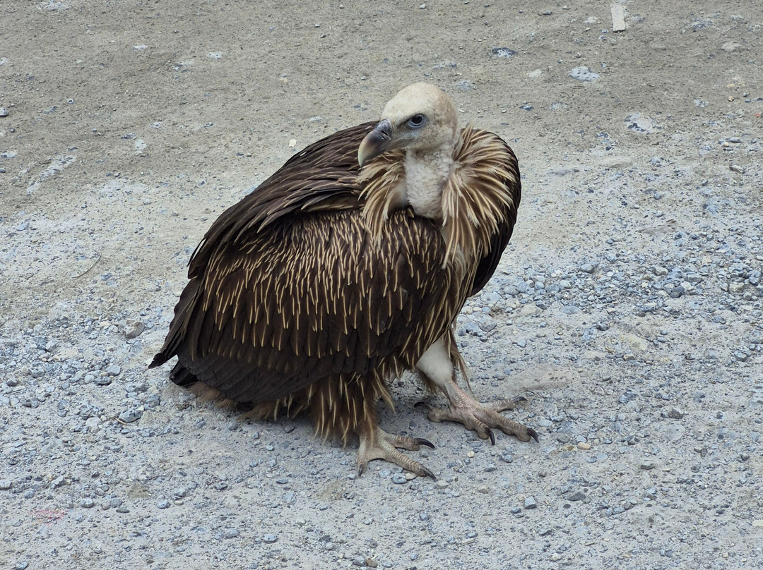 Nepal view treks and expedition pbt.ltd-纳加阔特必去景点