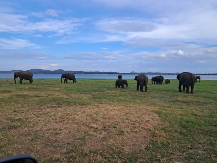Ceylon Special Jeep Safari-哈巴拉娜必去景点
