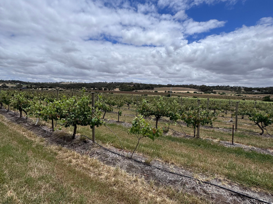 Jim Barry Wines-克莱尔必去景点