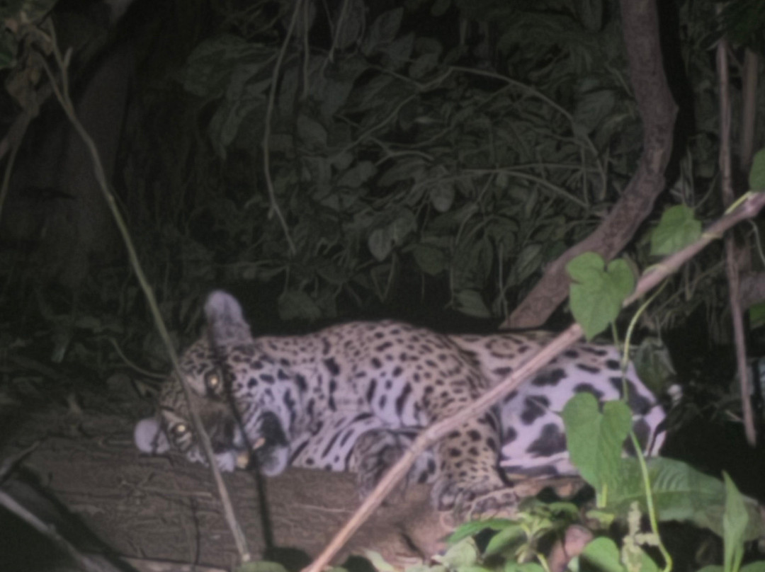 Pantanal Discovery-大坎普市必去景点