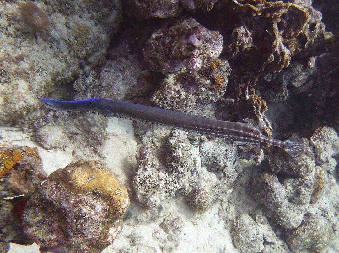 Palm Beach Divers-Noord必去景点