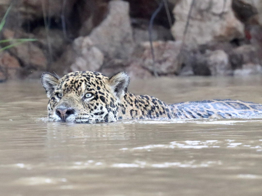Pantanal Jaguar Safaris-Chapada dos Guimaraes必去景点