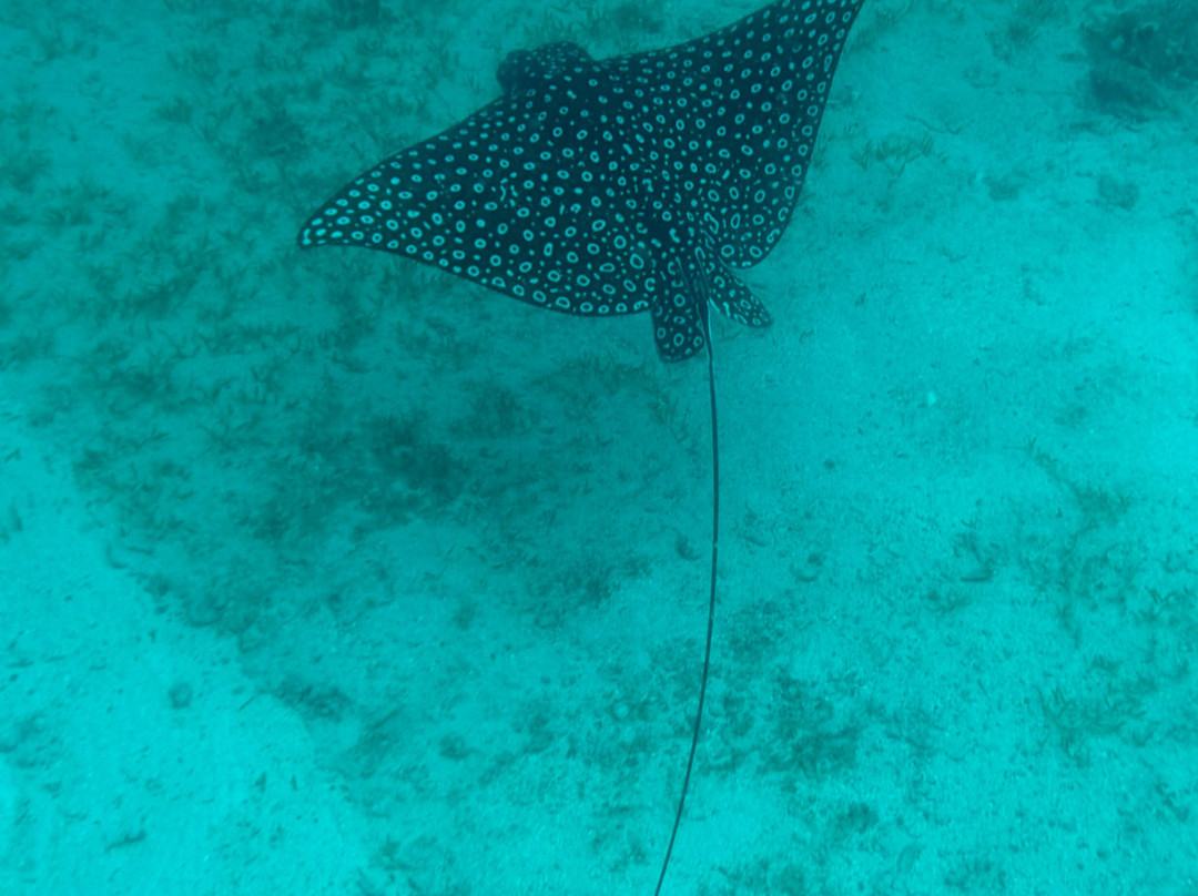 Kuralu Catamaran Charters-Road Town必去景点