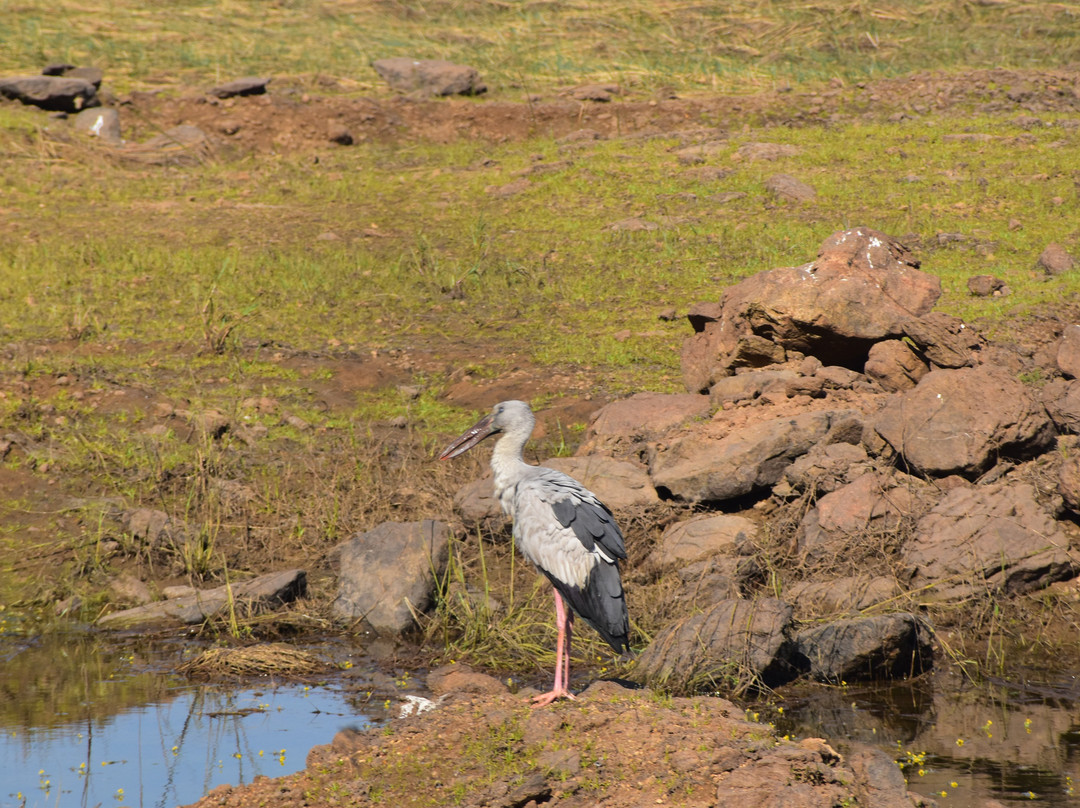 Jungle Bucket List-Moharli必去景点