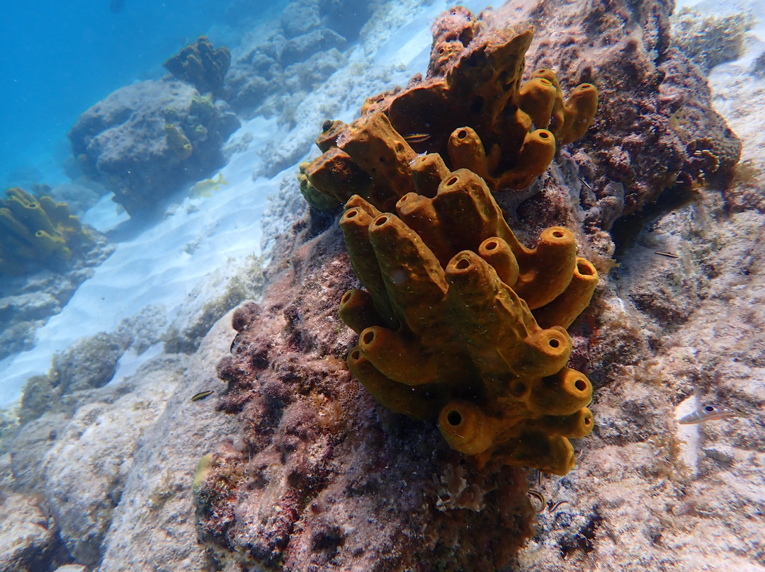 Seabob Aruba-Noord必去景点