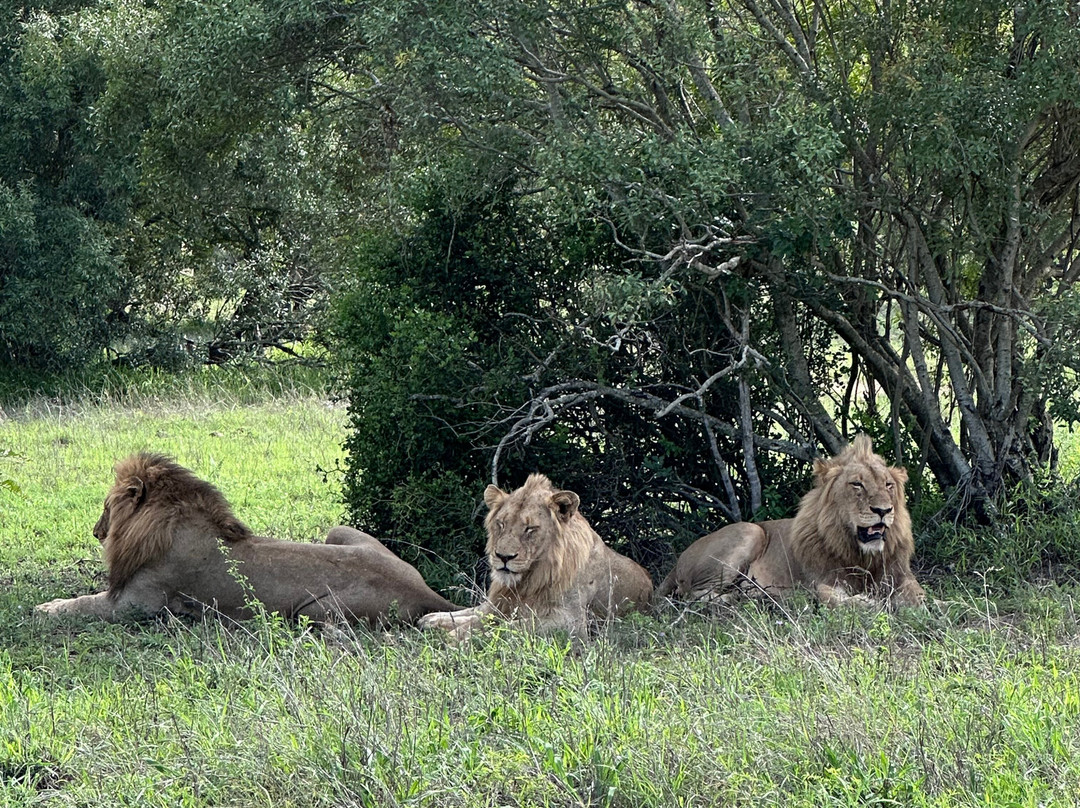 African Safari Group-开普敦必去景点