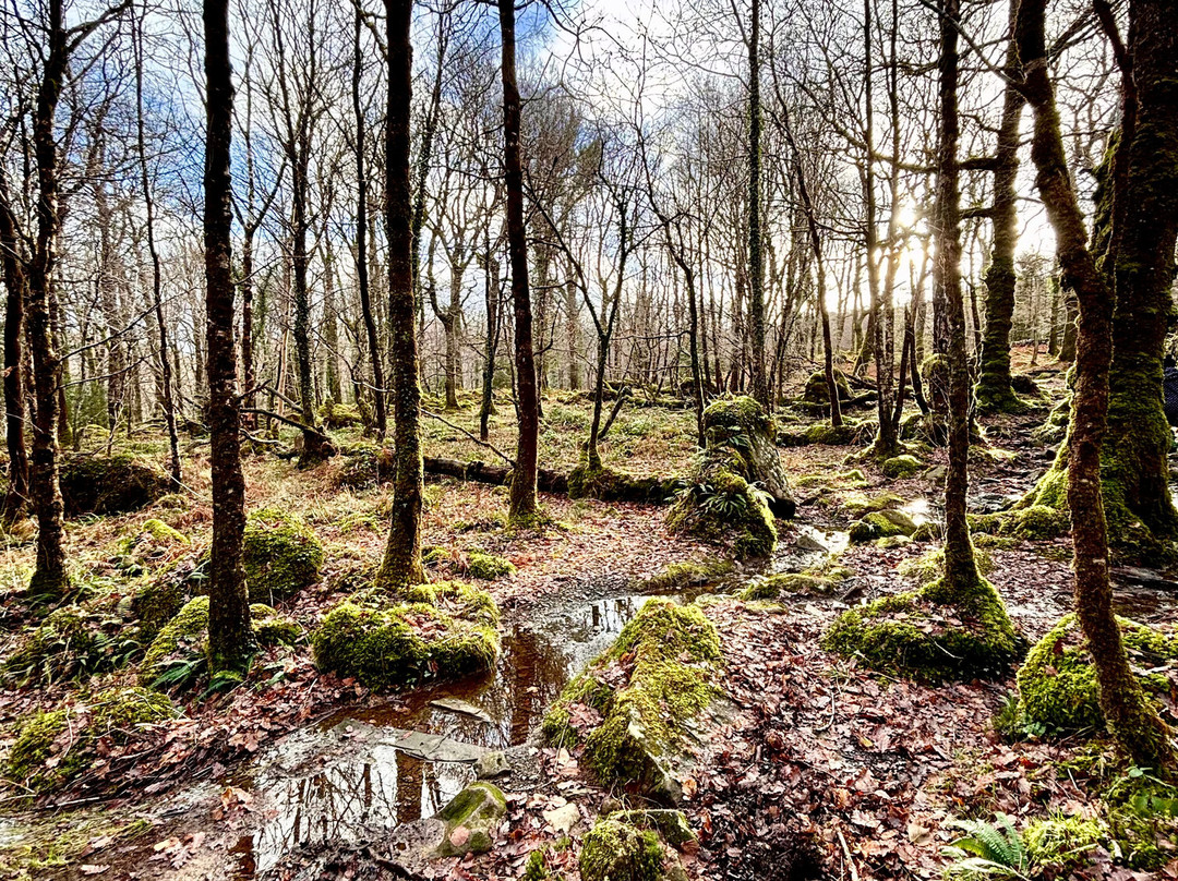 Rhaeadr Ddu and Coed Ganllwyd Walk-Ganllwyd必去景点