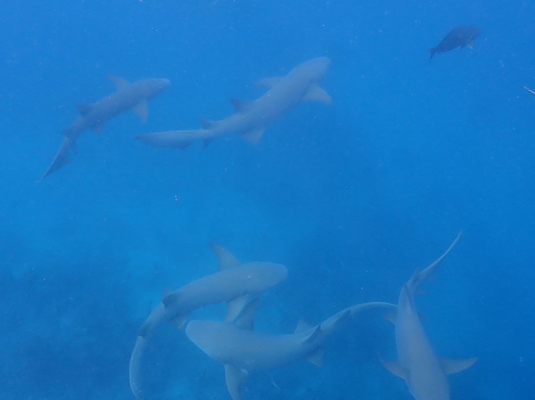 Ranthari Hotel & Spa主图