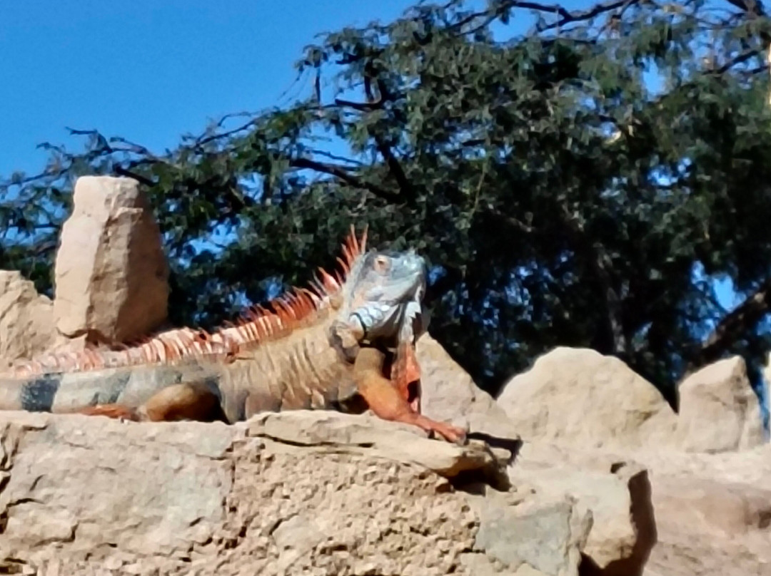 Crocoparc-阿加迪尔必去景点