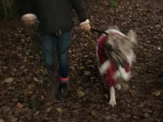 Watermill Wolves Wolf-dog Actors-Bexhill-on-Sea必去景点