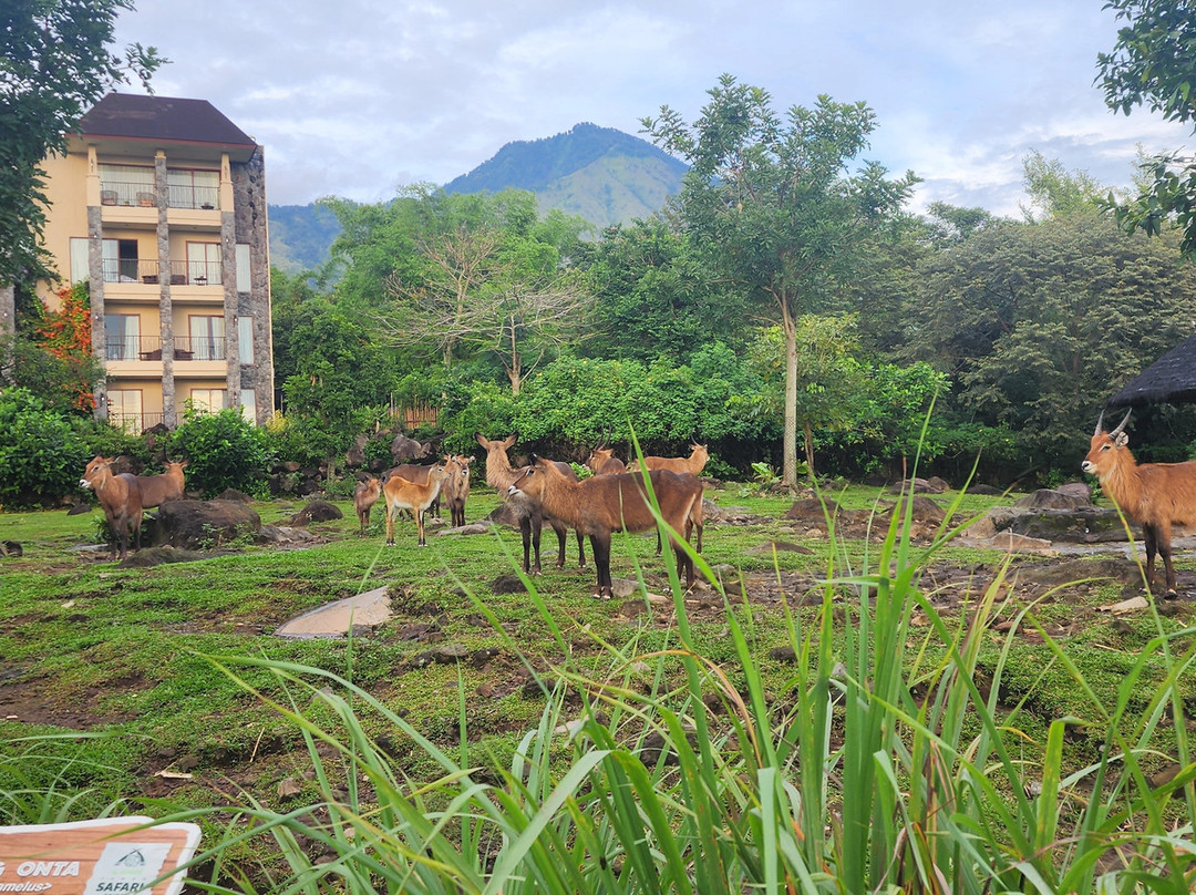 Baobab Safari Resort主图