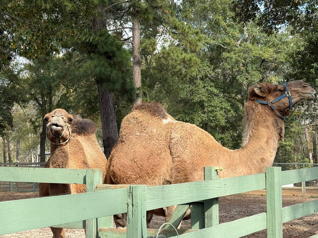 East Texas Elephant Experience