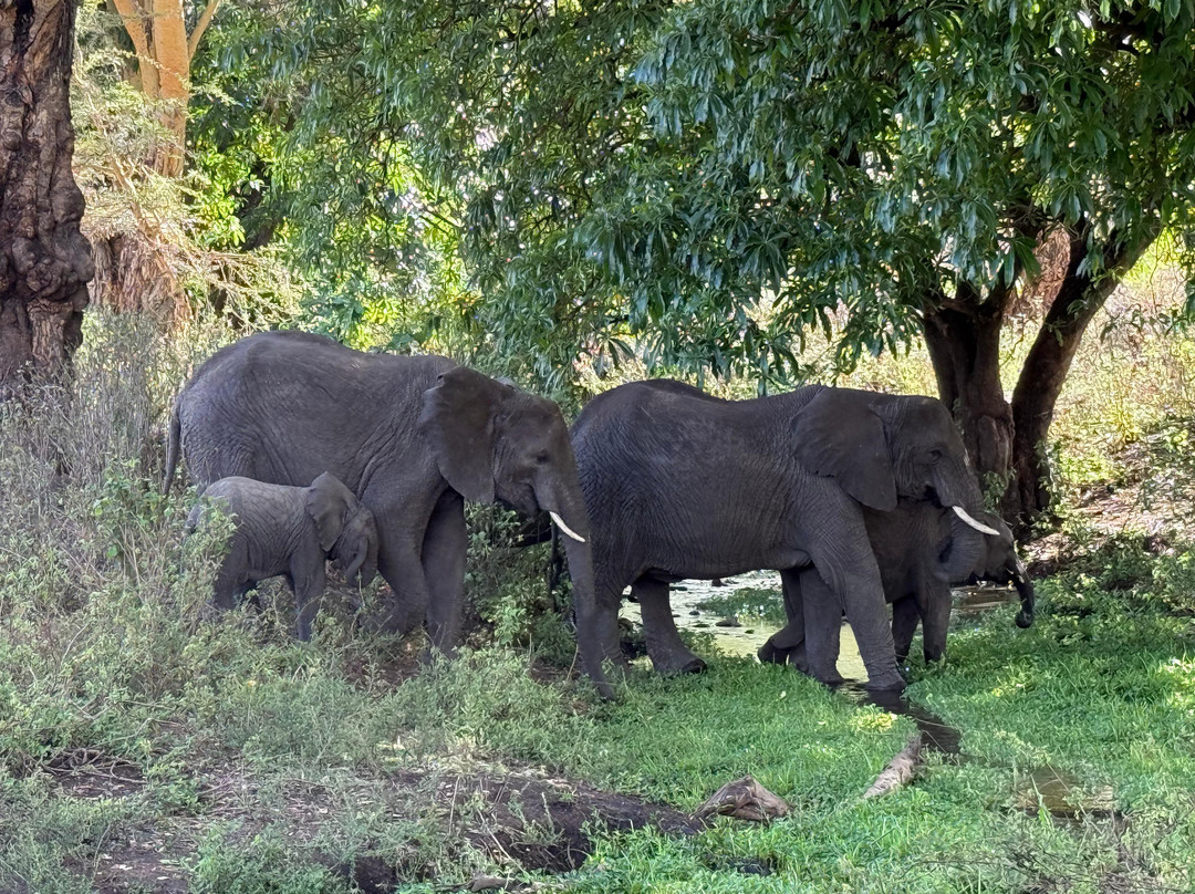 Masumin car hire & safaris-姆万扎必去景点