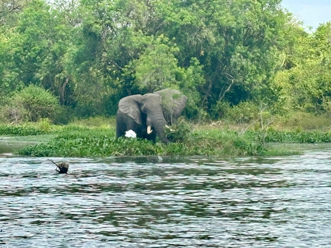 Bigodi Africa Expeditions Ltd-恩德培必去景点