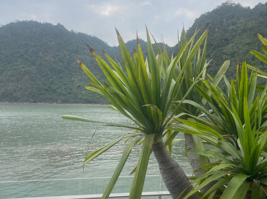 Elite of the Seas-下龙湾必去景点