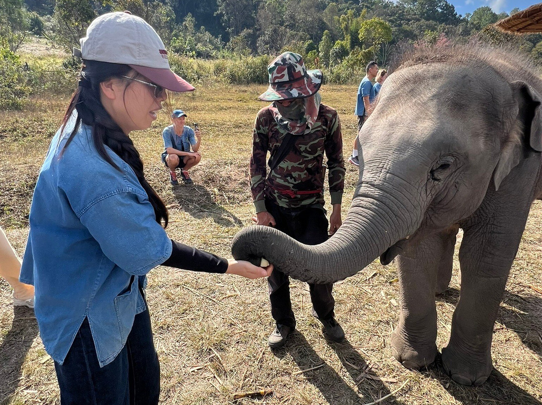 Living Green Elephant Sanctuary-清迈必去景点