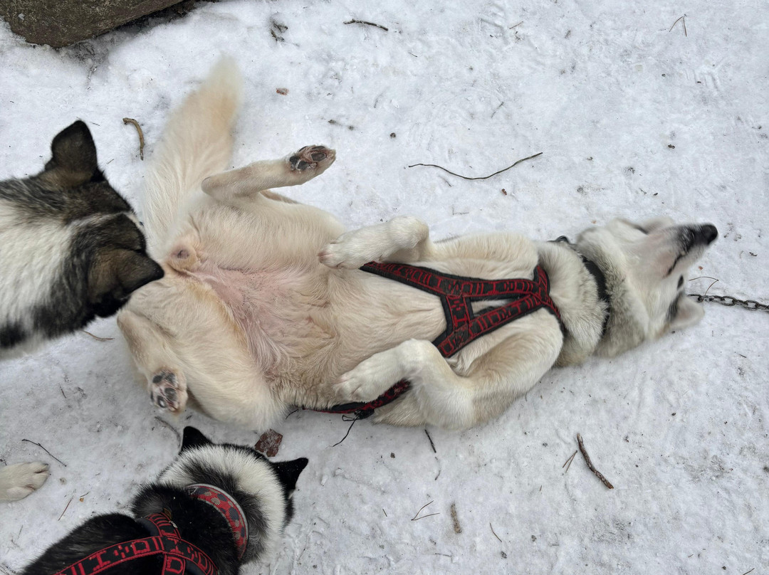 Arctic Expedition-埃斯波必去景点