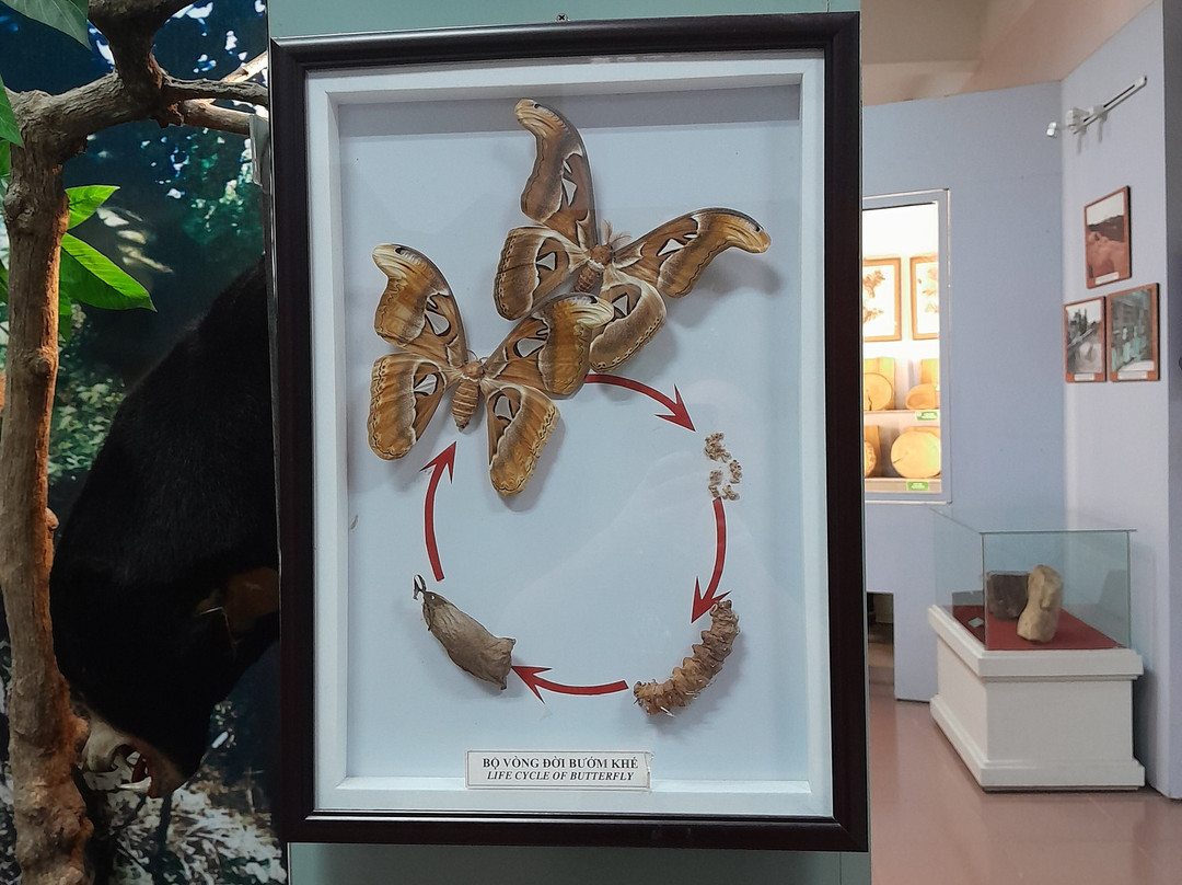 Lam Dong Museum-大勒必去景点