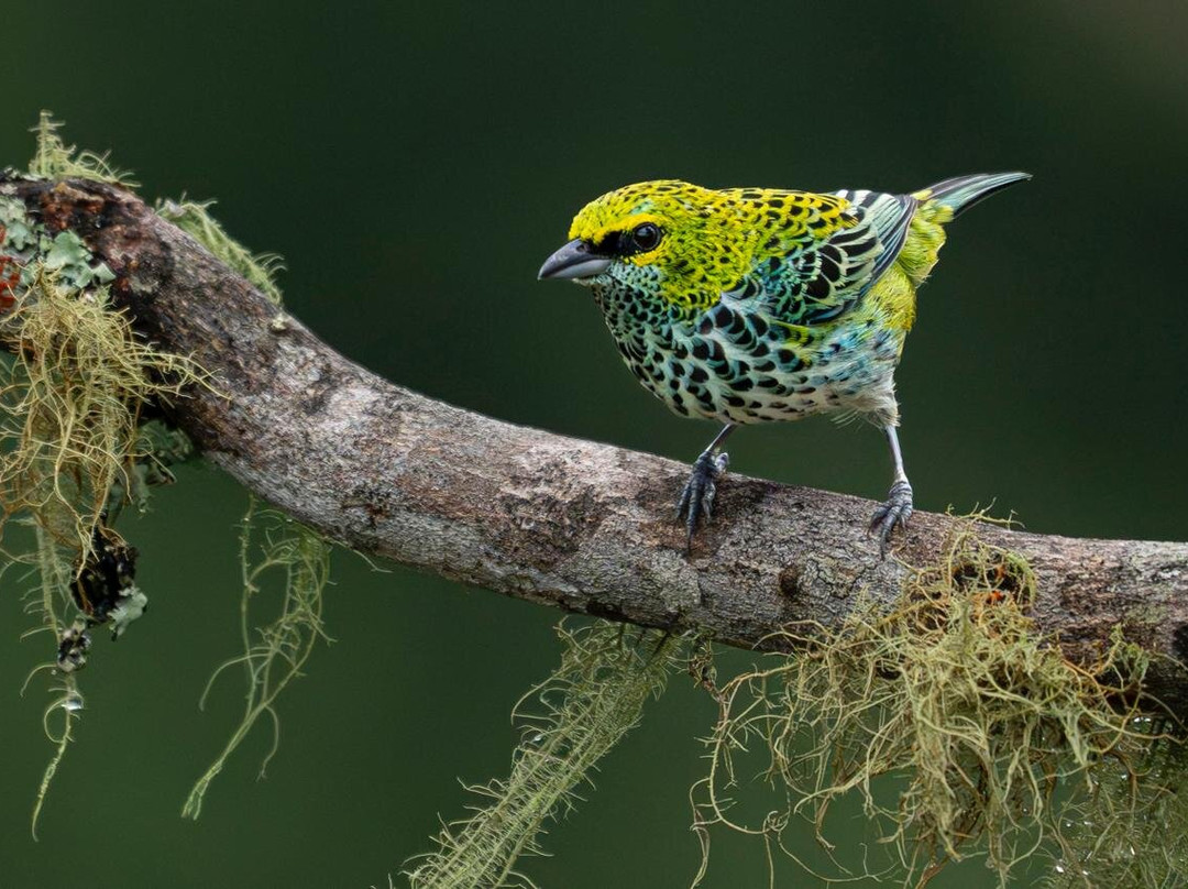 Refugio de Aves Alexander Skutch Los Cusingos-San Isidro del General必去景点