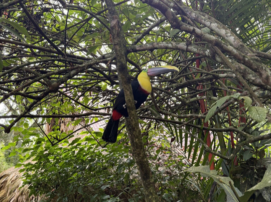 Jaguar Rescue Center-旧港必去景点