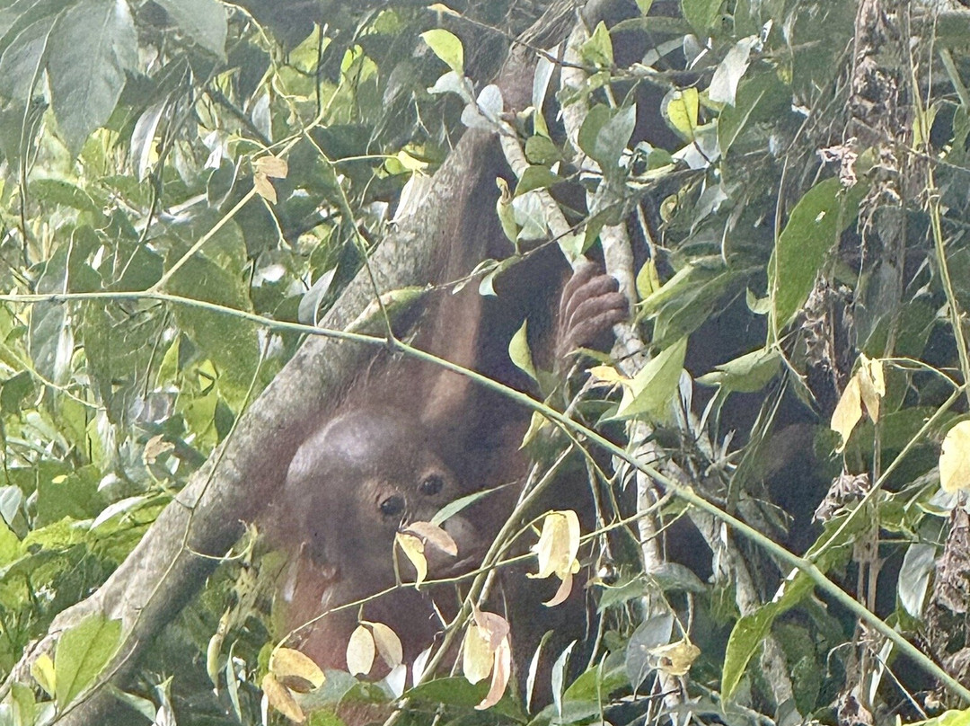 Osman's Homestay主图