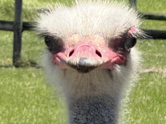 Cape Scenic Tours-乳木滩必去景点