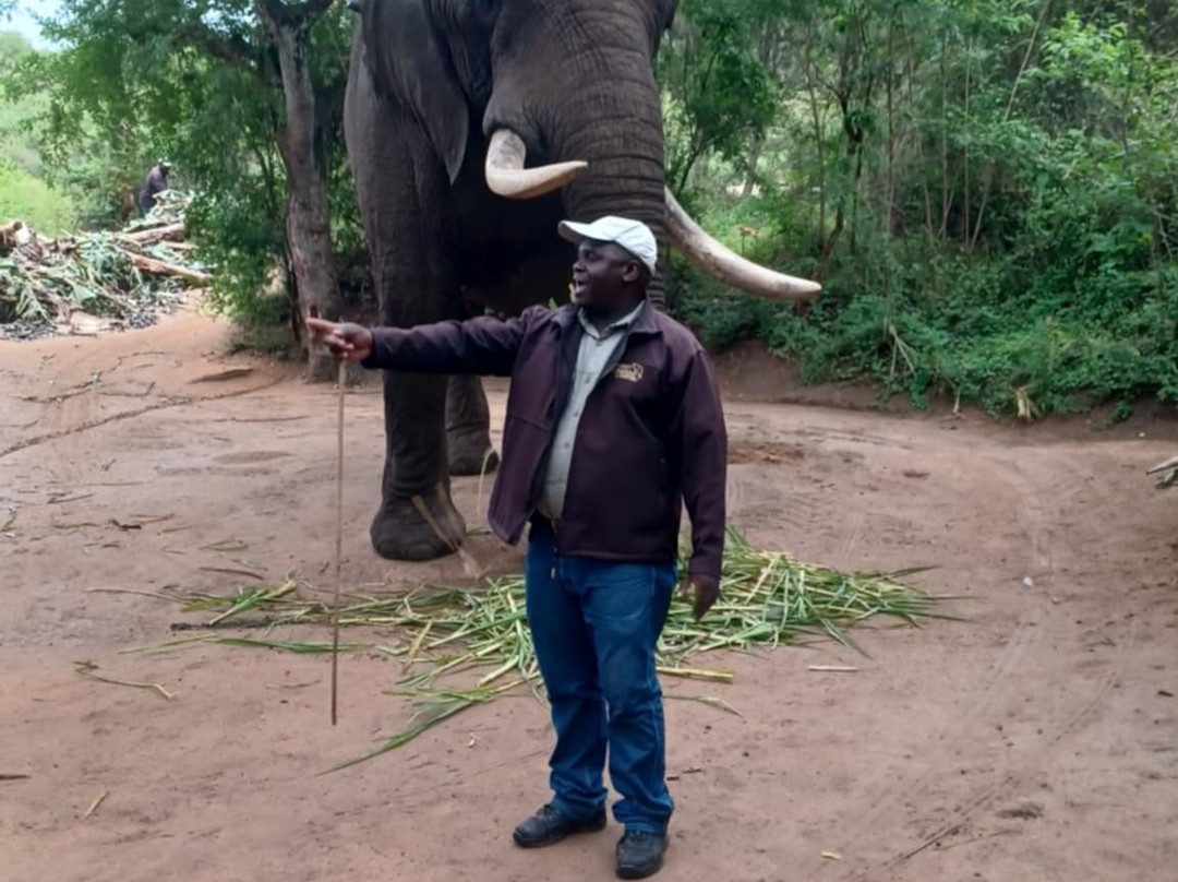 Elephant Whispers-雾观必去景点