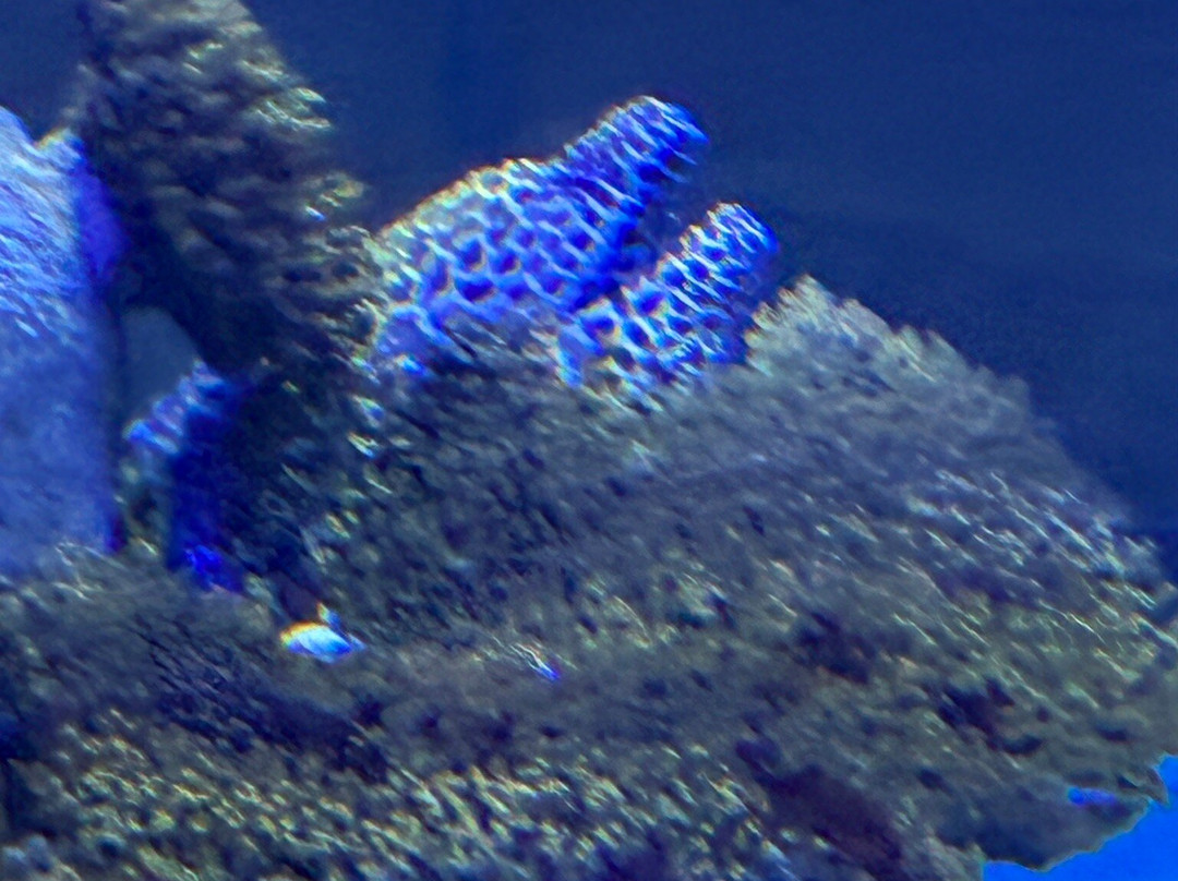 AquaRio-里约热内卢必去景点