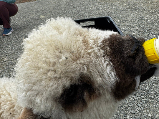Woodstone Farm, Te Anau, New Zealand-蒂阿瑙必去景点