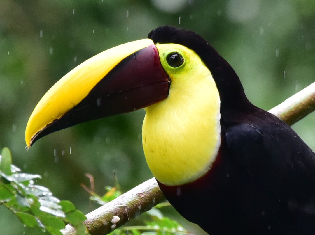 Dave & Dave's Costa Rica Nature Park-La Virgen必去景点