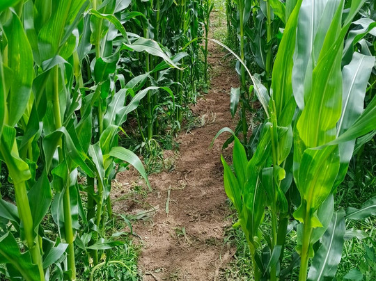 Sherwood Family Farm Maze Maize