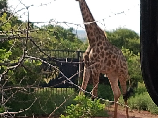 Lion and Cheetah Sanctuary-柯立南必去景点