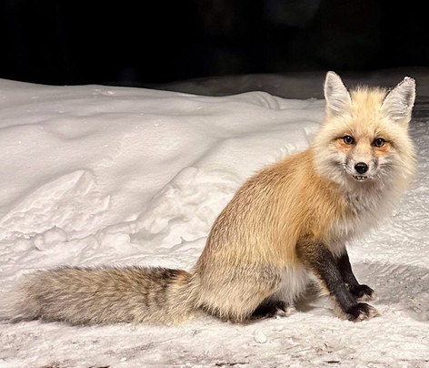 Old Faithful Snowmobile Tours - Day Tours-杰克逊必去景点