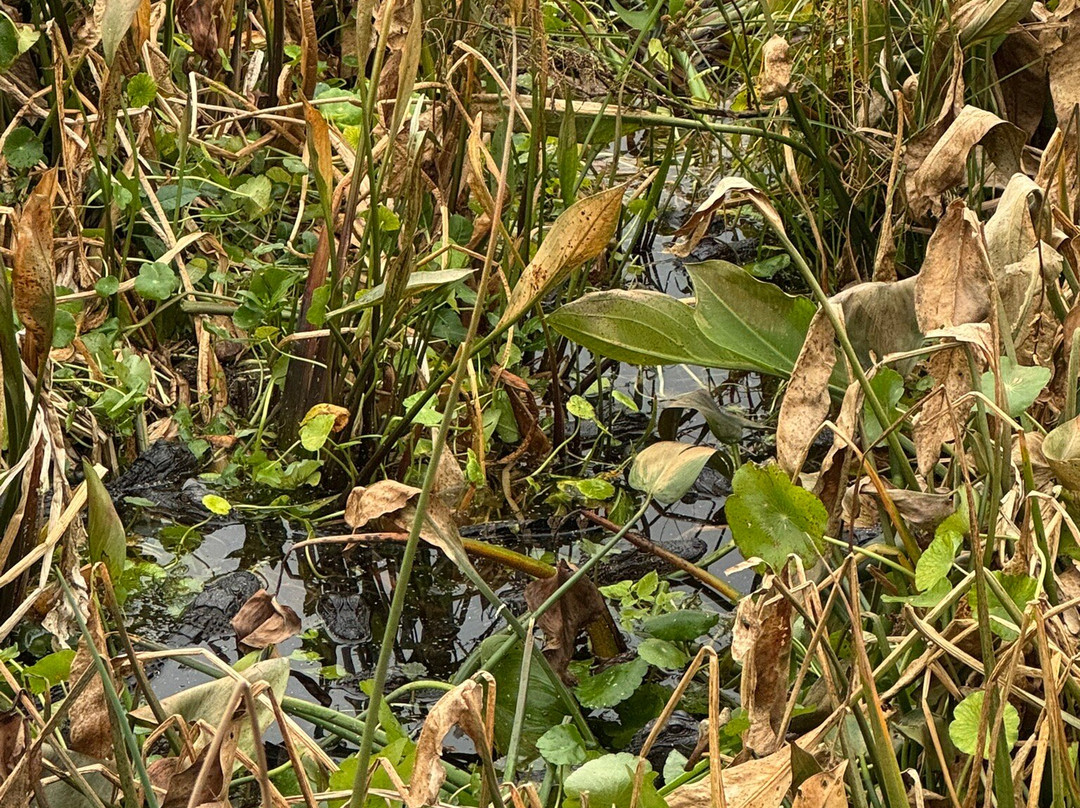 Swamp Fever Airboat Adventures-Lake Panasoffkee必去景点