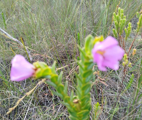 Cachoeira do Tabuleiro-Conceicao do Mato Dentro必去景点