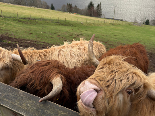 Loch Ness Hub & Travel-德拉姆纳德罗希特必去景点