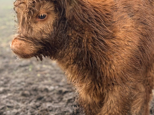 Matlock Farm Park-马特洛克必去景点