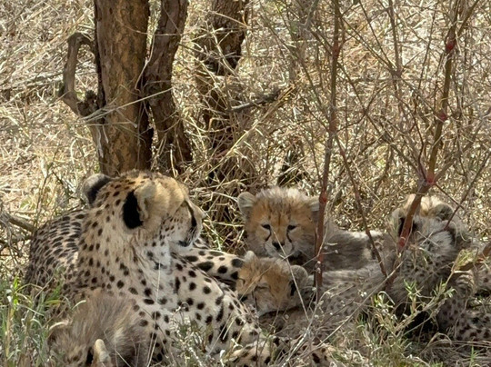 Buutu Safaris-金贾必去景点