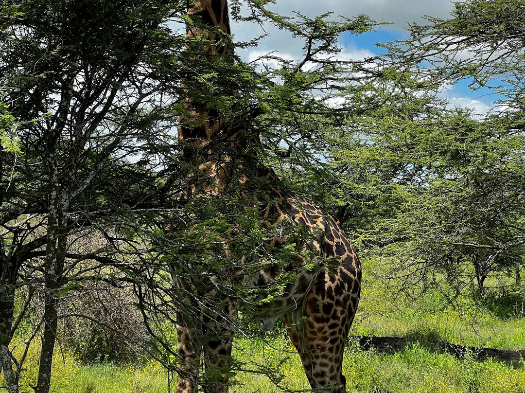 Riverstone African Safaris-Seronera必去景点